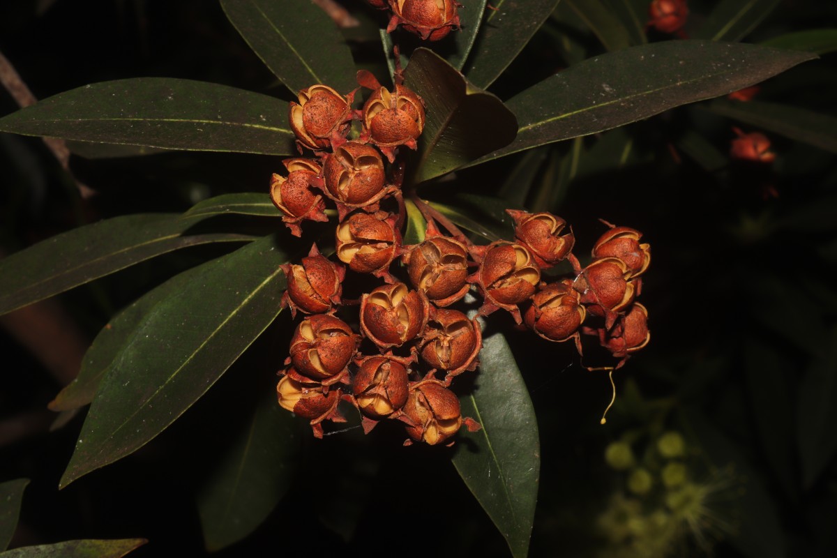 Xanthostemon verticillatus (C.T.White & W.D.Francis) L.S.Sm.